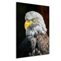 A close-up portrait of a majestic bald eagle, its piercing yellow beak and piercing gaze capturing the viewer's attention.