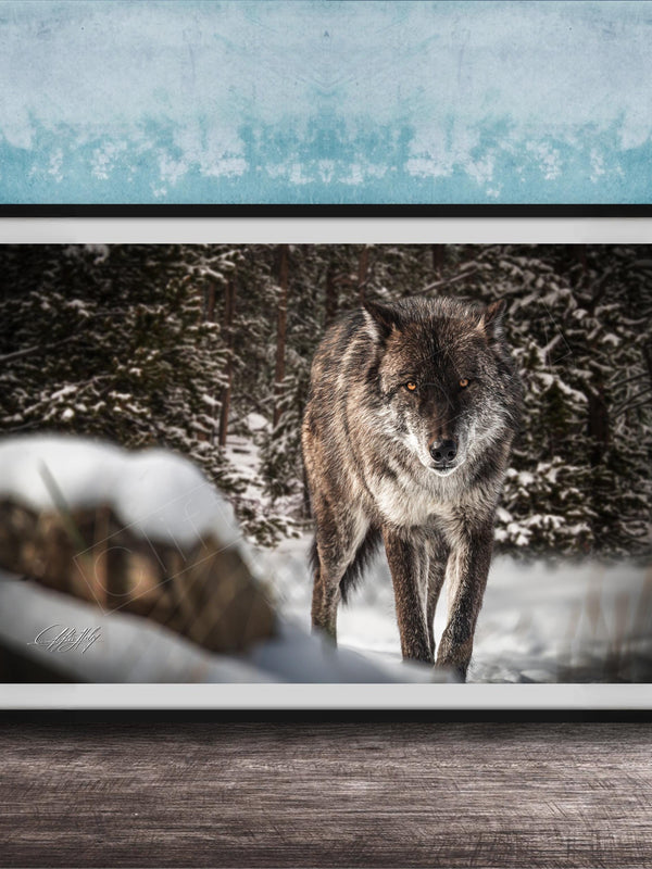 A gray wolf stands in a snowy forest, its eyes focused and alert.
