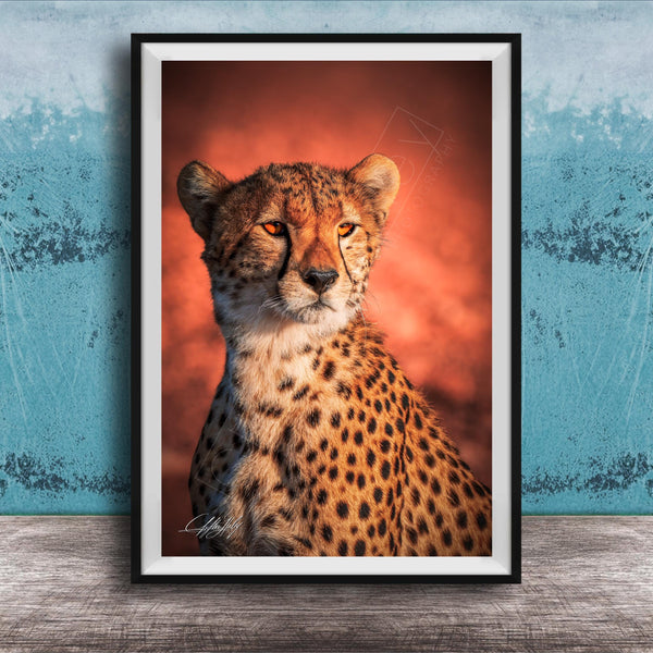 A cheetah with a reddish-orange background, its gaze directed off to the side.
