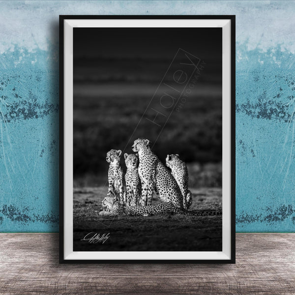 A group of five cheetahs sitting together in a field, with a blue wall in the background.
