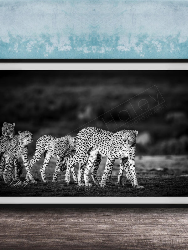 A group of cheetahs walking together in a natural setting, captured in a black and white photograph.