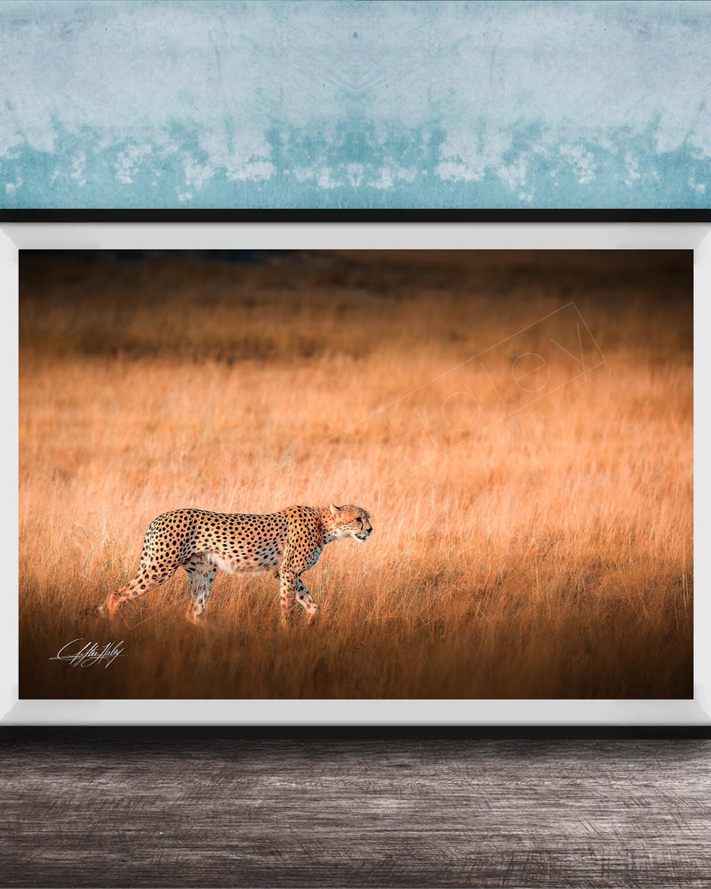 A cheetah is captured in motion, running across a field of tall grass.