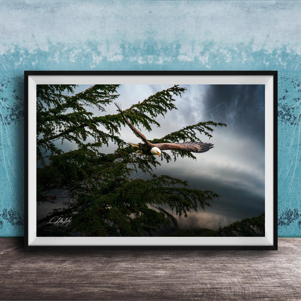A framed photograph of a bald eagle soaring through a cloudy sky, with the eagle's wings spread wide as it flies over a tree.