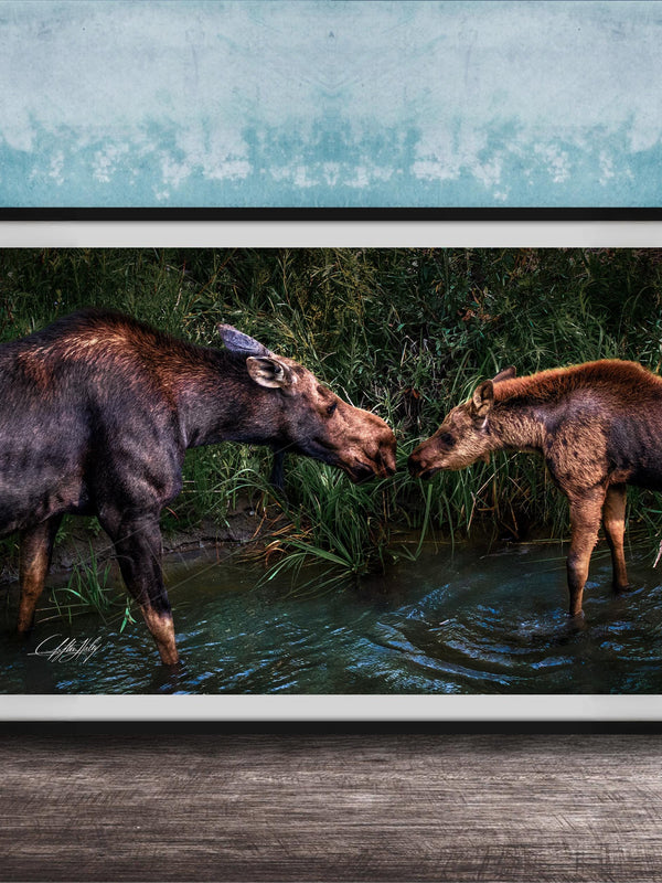 A framed photograph of two moose standing in a body of water, with one moose appearing to be feeding the other.