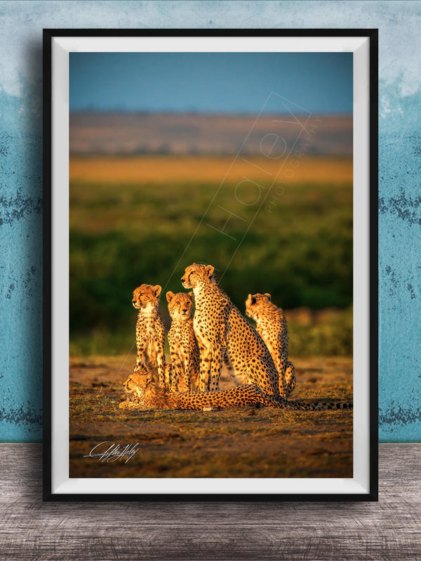 A group of five cheetahs resting together in a grassy field against a blue background.