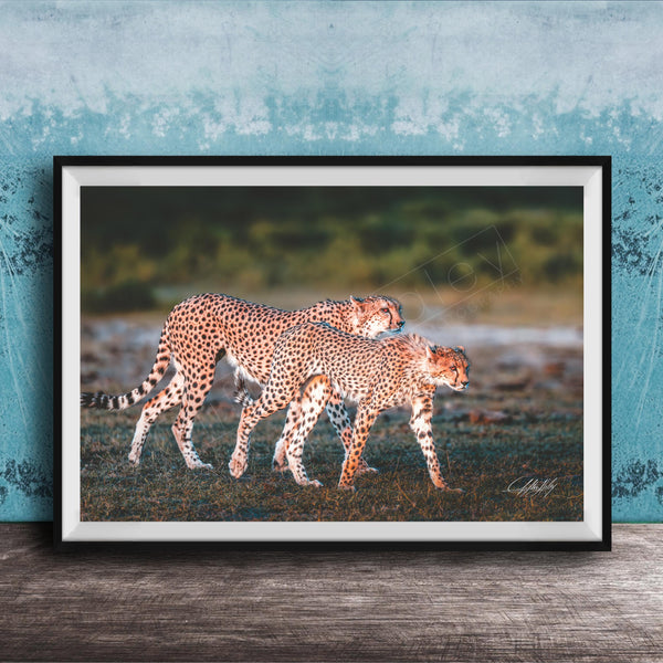Two cheetahs walking together in a grassy field against a blue background.