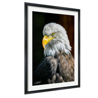 A framed photograph of a majestic bald eagle, its piercing yellow beak and piercing gaze captured in a close-up shot.