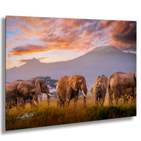 wildlife photography, Amboseli elephants, Kenya safari, African sunrise, Maasai culture, elephant conservation, African wildlife