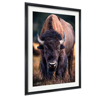 A close-up of a bison with large curved horns standing in a grassy field.