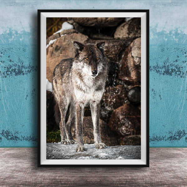 A gray wolf stands on a rock in a natural setting, with a blue wall in the background.