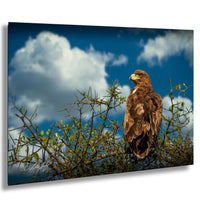 A brown eagle perches on a branch, gazing out at the sky with clouds in the background.