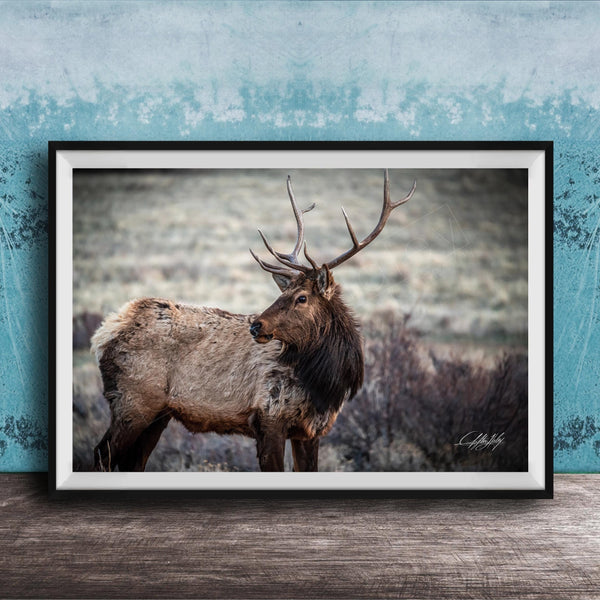 A framed photograph of a majestic elk standing in a field, with its large antlers and fur prominently displayed.