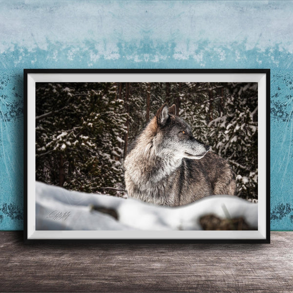 A gray wolf standing in a snowy forest, its gaze directed off to the side.