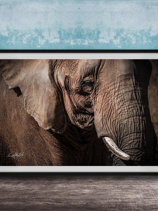 A close-up photograph of an elephant's face, with its large ears and tusks prominently featured against a blue textured background.