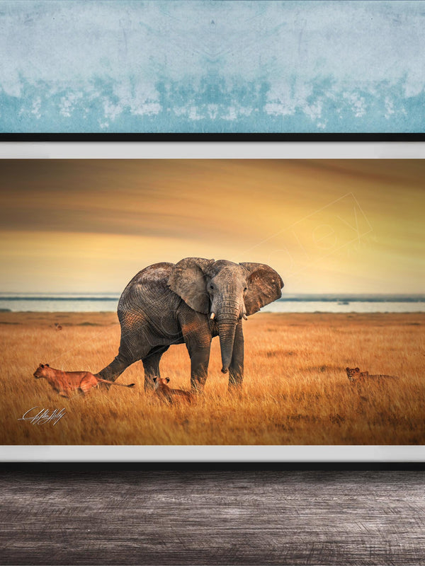 A framed photograph depicting an elephant standing in a grassy field with lions in the background, against a backdrop of a sunset sky.