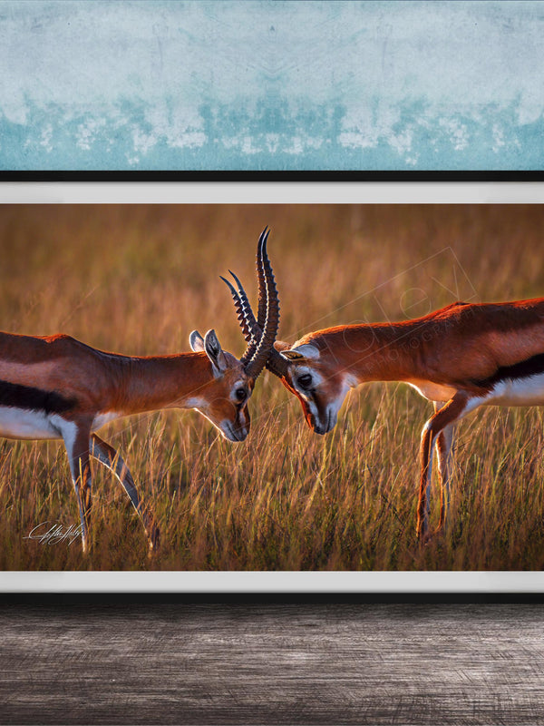 Two gazelles standing in a field, facing each other with their heads lowered, in a natural setting.