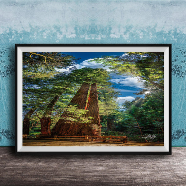A framed photograph depicting a serene forest scene with towering trees, a wooden walkway, and a blue sky with clouds.