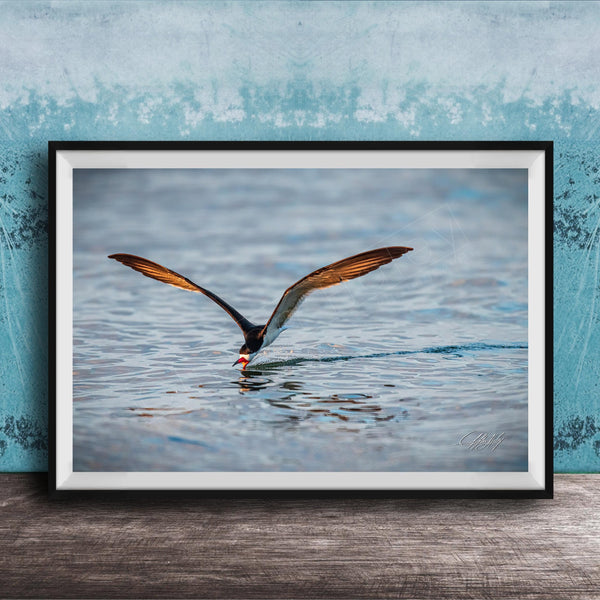 A framed photograph of a bird with orange and black feathers, captured in mid-flight over a body of water.