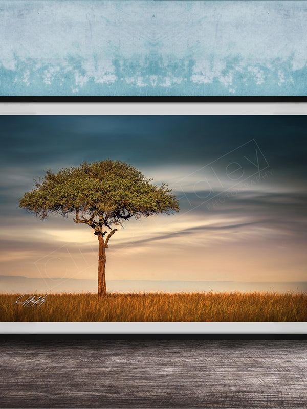 A lone tree stands in a field, its branches reaching out against a backdrop of a cloudy sky.