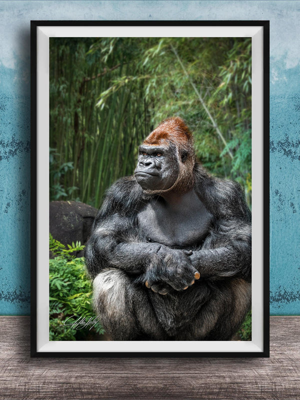 gorilla photography, silverback wall art, uganda jungle print, wildlife fine art, african nature decor, primate photo art, rainforest wall decor, safari home artwork, jungle wildlife print, gorilla portrait art, bwindi forest photo, african wilderness decor, nature lover gift, travel wall art, exotic wildlife image