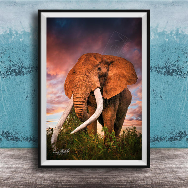 A large elephant with long white tusks stands in a grassy field, its massive form contrasting with the vibrant colors of the sky and clouds in the background.