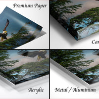 The image is a collage of four different views of a bald eagle in flight, with each view showcasing the majestic bird against a backdrop of trees and sky.