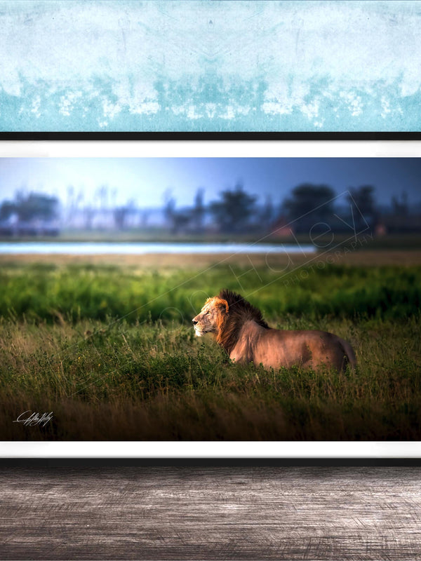 Lion Wildlife Wall Art - Maasai Mara Safari Boho Animal Print Decor