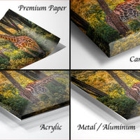 The image is a collage of four different views of a giraffe in a forest setting, with each view labeled as either "Premium Paper", "Canvas Wrap", "Acrylic", or "Metal/Aluminum".