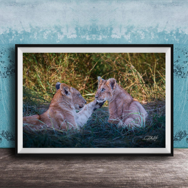 lion cub photography, maasai mara wildlife, african safari art, king of the jungle photo, wildlife nursery scene, baby lion portrait, african wildlife print, safari fine art, lion cub wall art, kenya safari photography, predator cub moment, nature heirloom art, savanna wildlife decor, lion cub fine art print, maasai mara lion cubs, african safari nursery art, young lion wall decor, safari wildlife heirloom, lion cub under acacia, african savanna fine art, wildlife legacy photography, baby lion