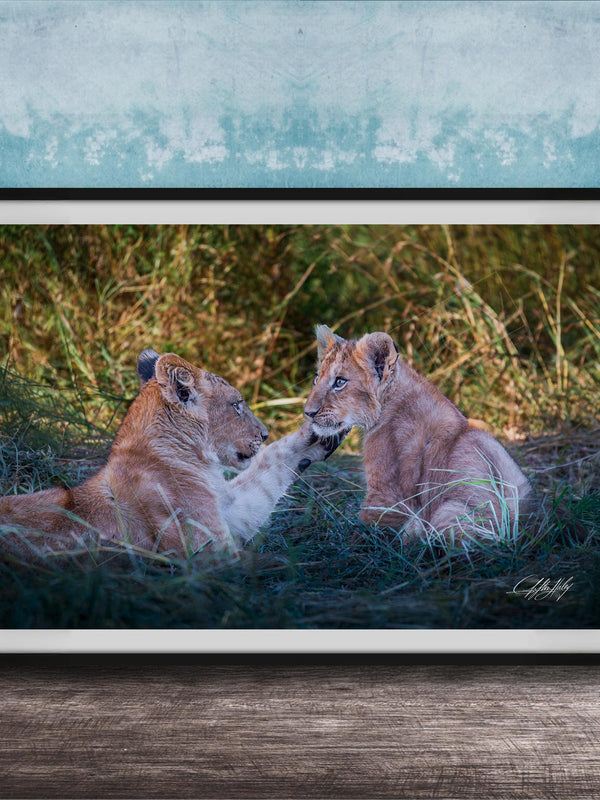lion cub photography, maasai mara wildlife, african safari art, king of the jungle photo, wildlife nursery scene, baby lion portrait, african wildlife print, safari fine art, lion cub wall art, kenya safari photography, predator cub moment, nature heirloom art, savanna wildlife decor, lion cub fine art print, maasai mara lion cubs, african safari nursery art, young lion wall decor, safari wildlife heirloom, lion cub under acacia, african savanna fine art, wildlife legacy photography, baby lion