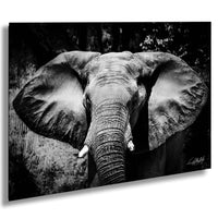 A close-up black and white photograph of an elephant's head, showcasing its large ears and trunk.