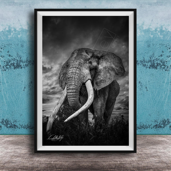 A majestic elephant stands tall in a grassy field, its large tusks and trunk prominently displayed against a dramatic cloudy sky.