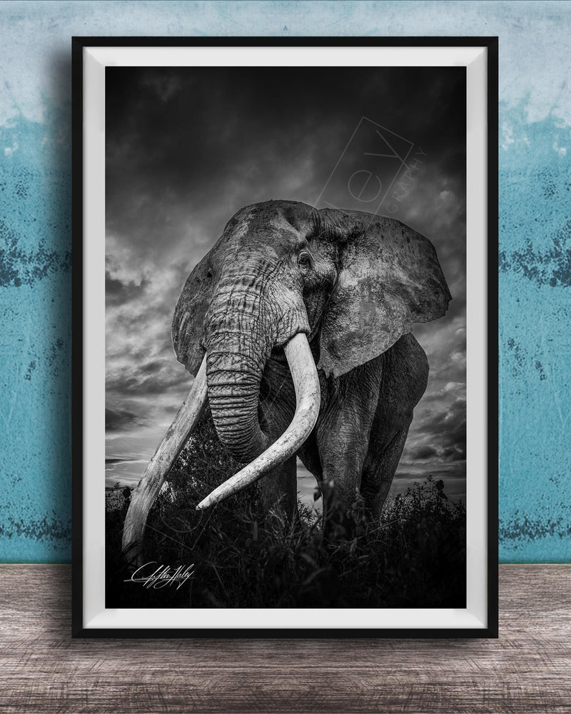 A majestic elephant stands tall in a grassy field, its large tusks and trunk prominently displayed against a dramatic cloudy sky.