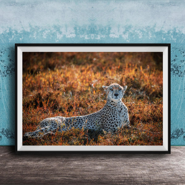 A cheetah resting in a field of tall grass, with a blue wall in the background.