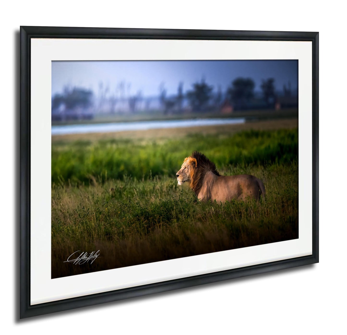 Lion Wildlife Wall Art - Maasai Mara Safari Boho Animal Print Decor