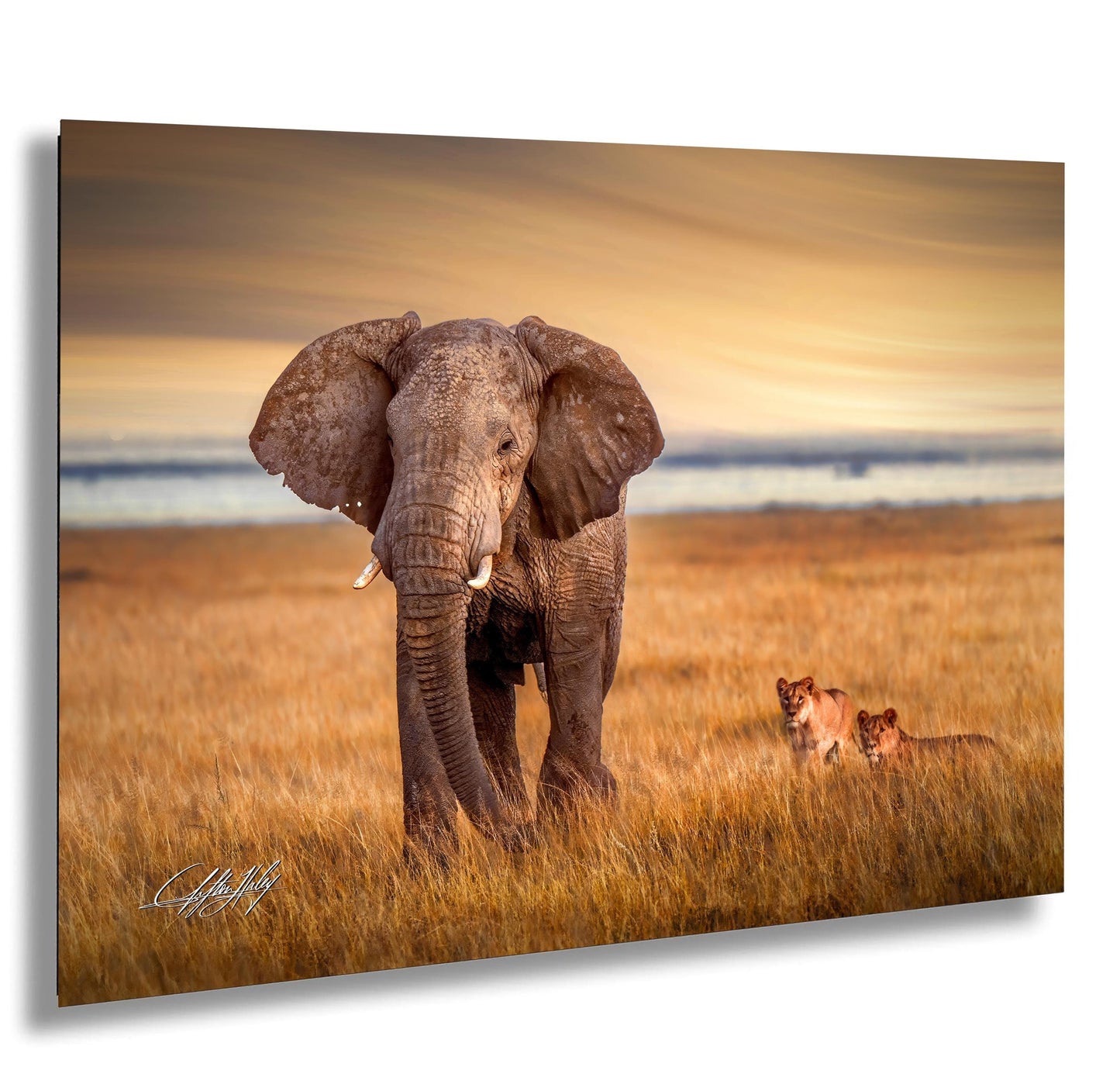 wildlife photography, Amboseli sunrise, elephant vs lions, Kenya safari, Maasai culture, African wildlife, big tusker, safari adventure