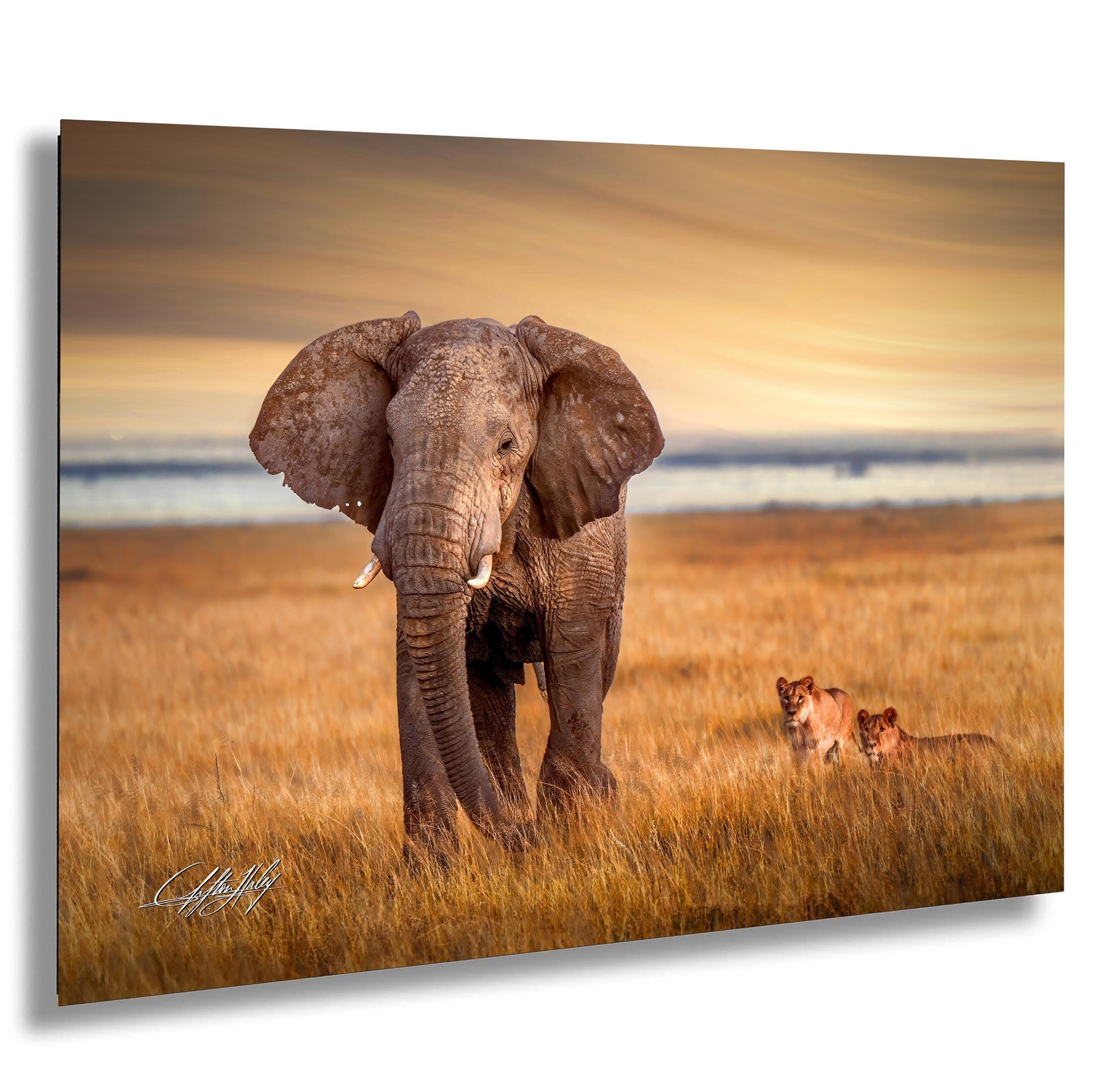 wildlife photography, Amboseli sunrise, elephant vs lions, Kenya safari, Maasai culture, African wildlife, big tusker, safari adventure