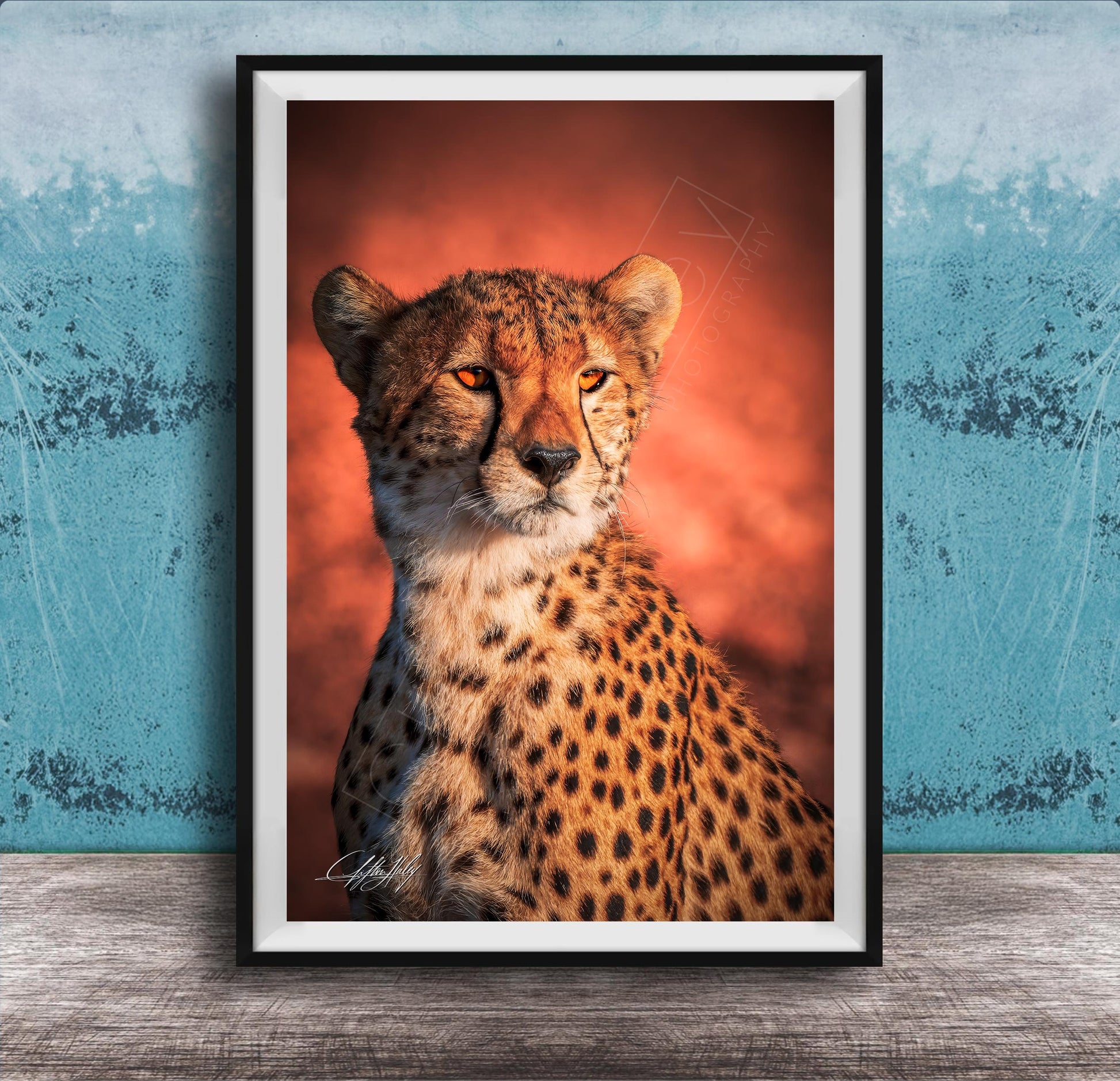 A cheetah with a reddish-orange background, its gaze directed off to the side.