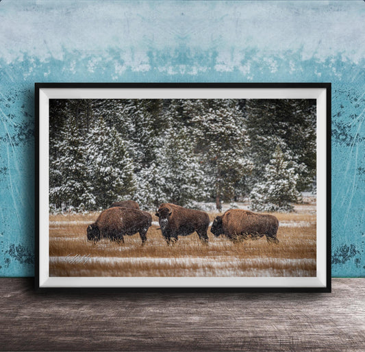A framed photograph of three bison grazing in a snowy field with trees in the background.