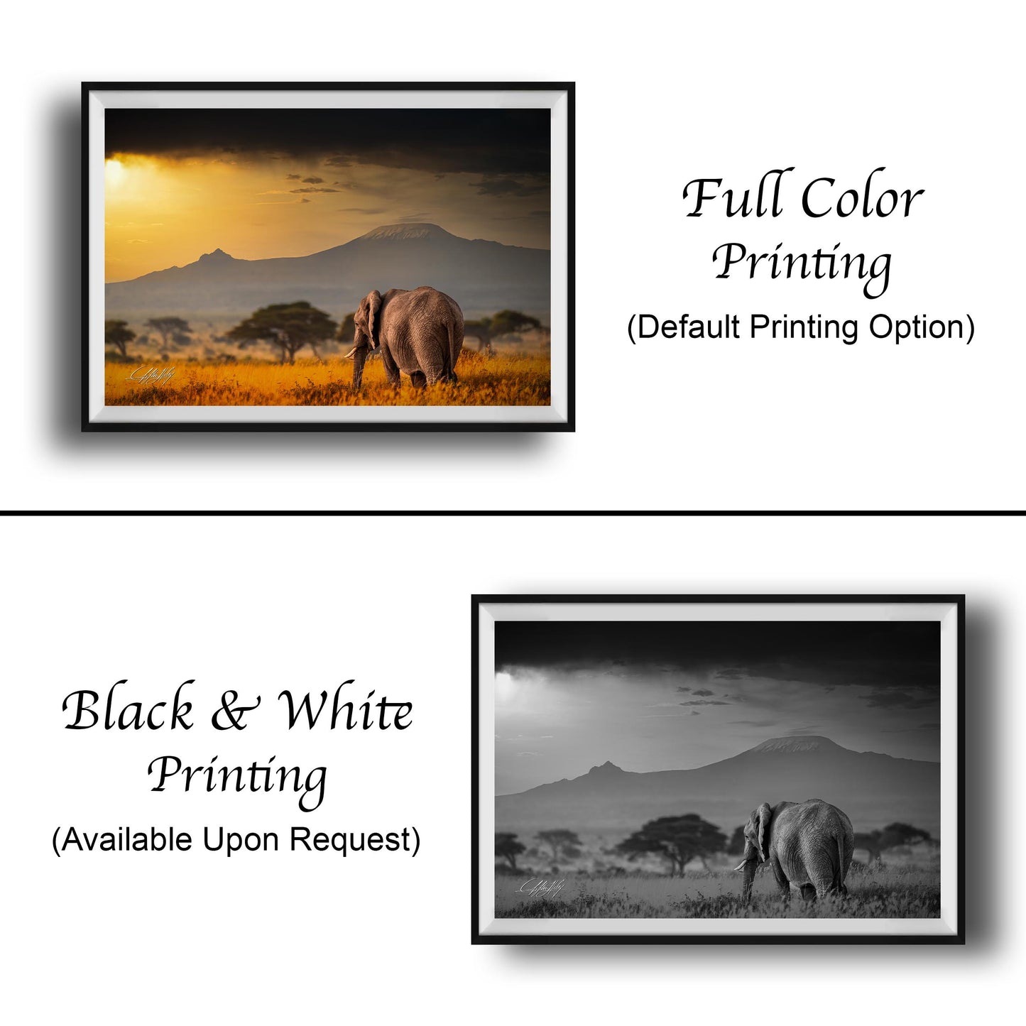 The image is a collage of two framed pictures. The top picture is a full color print of an elephant in a field, while the bottom picture is a black and white print of the same elephant. Both pictures are framed and displayed side by side.