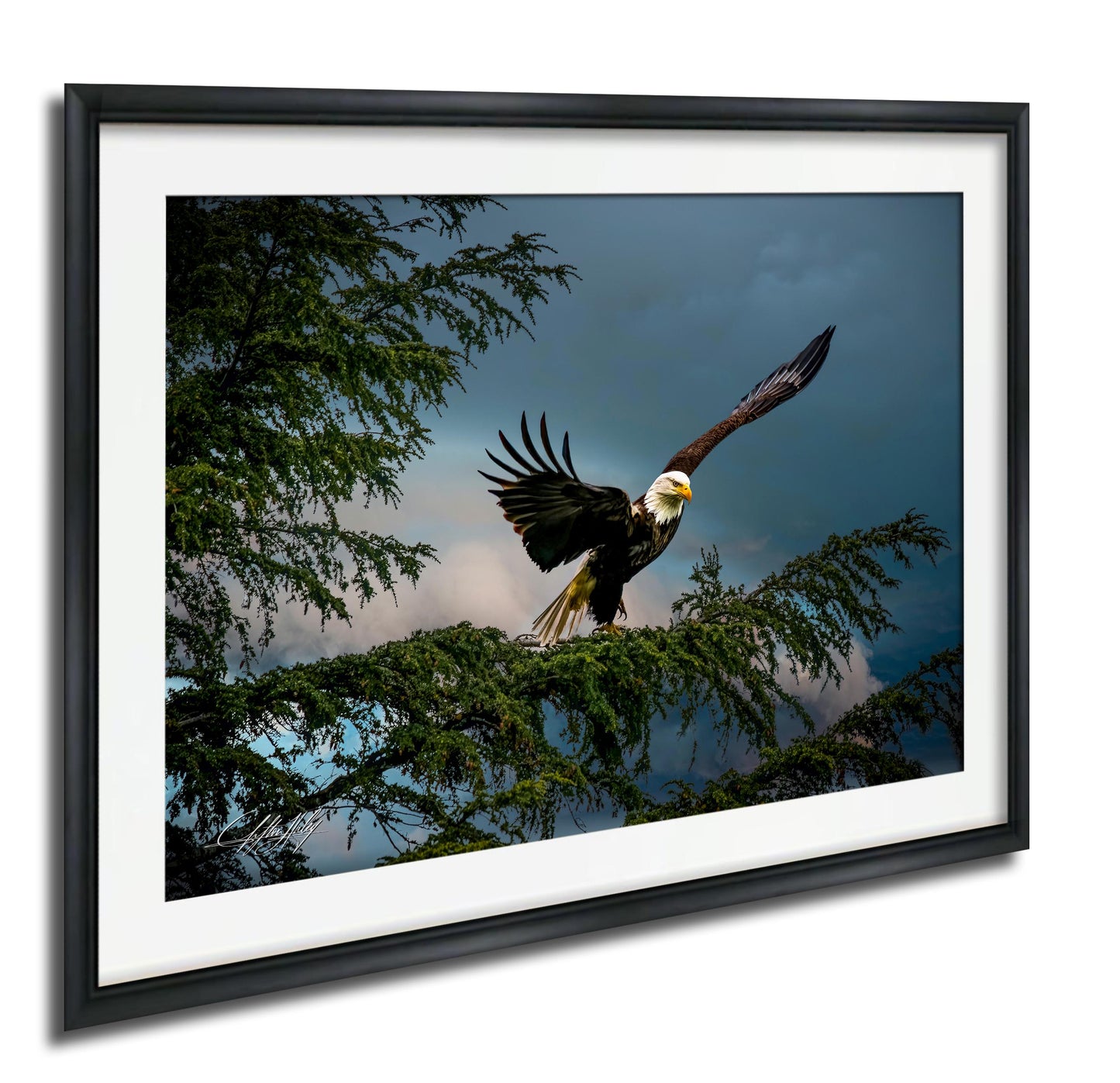 A majestic bald eagle soars through the sky, its wings spread wide as it glides over a tree branch.