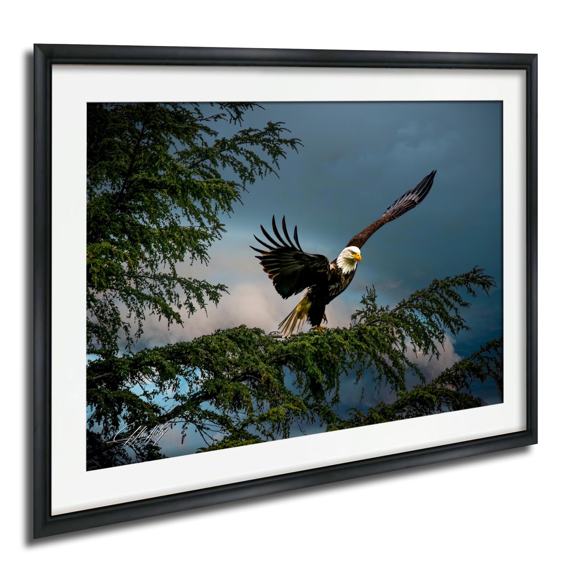 A majestic bald eagle soars through the sky, its wings spread wide as it glides over a tree branch.