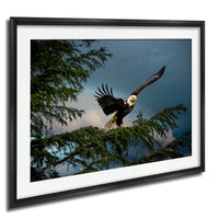 A majestic bald eagle soars through the sky, its wings spread wide as it glides over a tree branch.