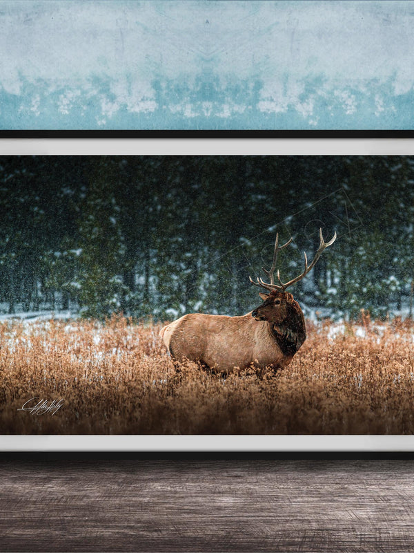 A brown elk with large antlers stands in a snowy field, surrounded by trees and snow-covered ground.