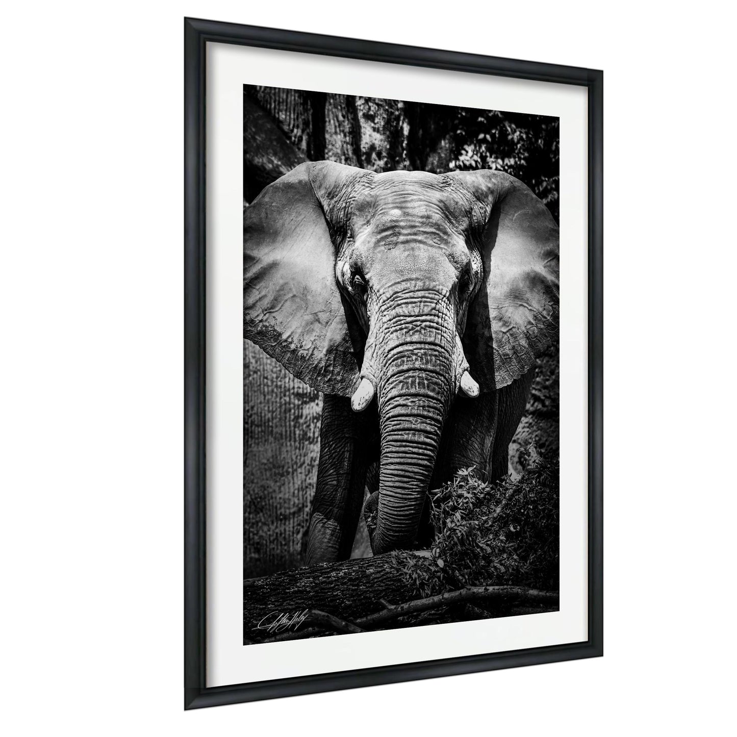 A black and white photograph of an elephant standing in a natural setting, with its large ears and trunk prominently featured.