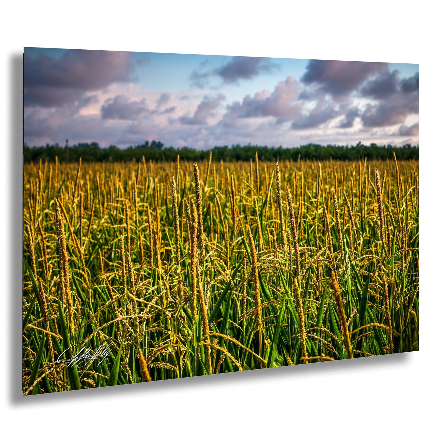 A vast field of tall, golden-yellow crops stretches out under a cloudy sky, creating a serene and picturesque landscape.