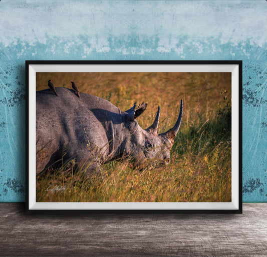 Black Rhino Wall Art – African Safari Decor | Artist Special Edition Boho Print
