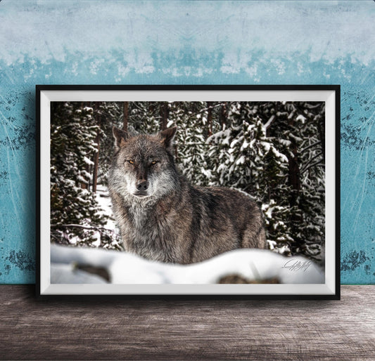 A gray wolf standing in a snowy forest, its eyes focused and alert.