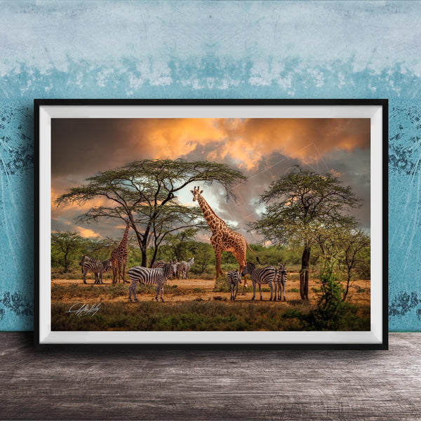 A framed photograph depicting a group of giraffes and zebras in a savanna landscape, with a dramatic sky in the background.