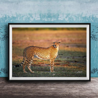 A cheetah standing in a grassy field, facing the camera.